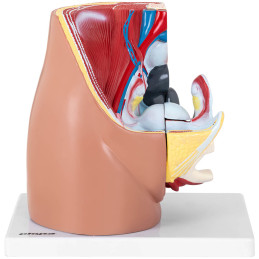 Anatominis 3D moters dubens modelis 1:1 masteliu