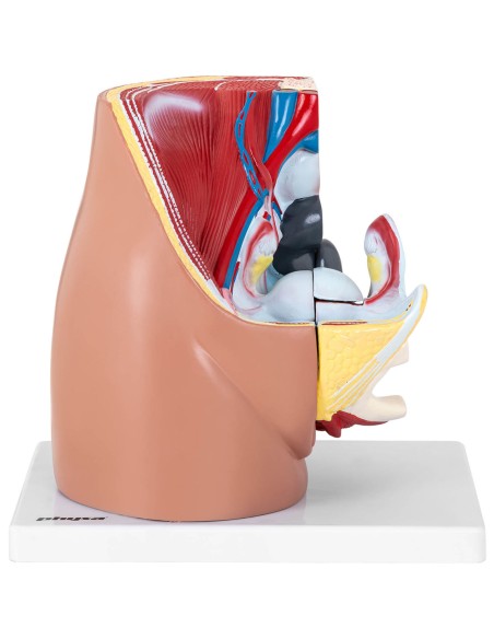 Anatominis 3D moters dubens modelis 1:1 masteliu Anatominis 3D moters dubens modelis 1:1 masteliu