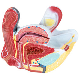 Anatominis 3D moters dubens modelis 1:1 masteliu