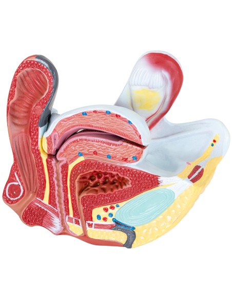 Anatominis 3D moters dubens modelis 1:1 masteliu Anatominis 3D moters dubens modelis 1:1 masteliu