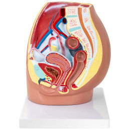 Anatominis 3D moters dubens modelis 1:1 masteliu