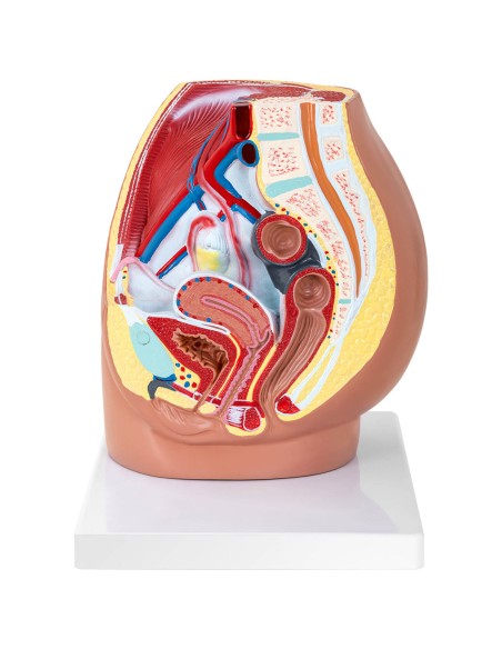 Anatominis 3D moters dubens modelis 1:1 masteliu Anatominis 3D moters dubens modelis 1:1 masteliu