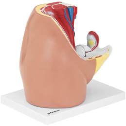 Anatominis 3D moters dubens modelis 1:1 masteliu