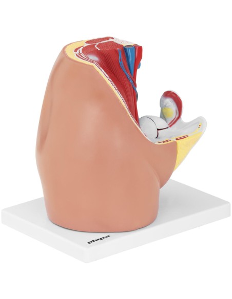Anatominis 3D moters dubens modelis 1:1 masteliu Anatominis 3D moters dubens modelis 1:1 masteliu
