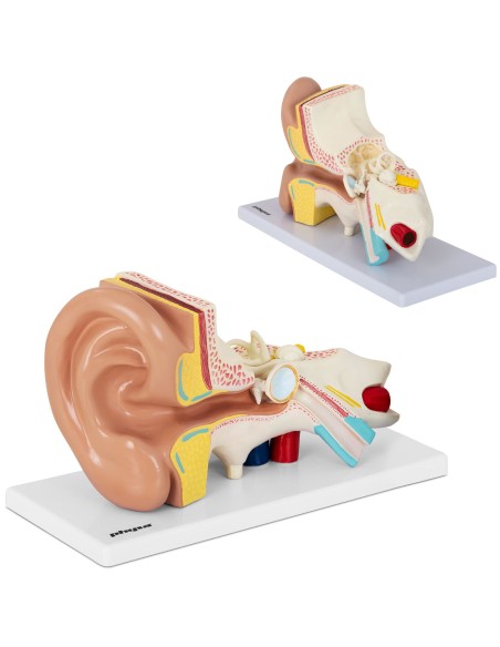 3D anatominis žmogaus ausies modelis 3D anatominis žmogaus ausies modelis