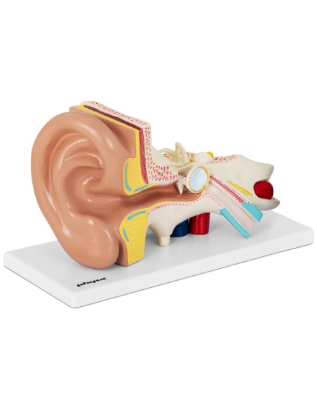 3D anatominis žmogaus ausies modelis 3D anatominis žmogaus ausies modelis