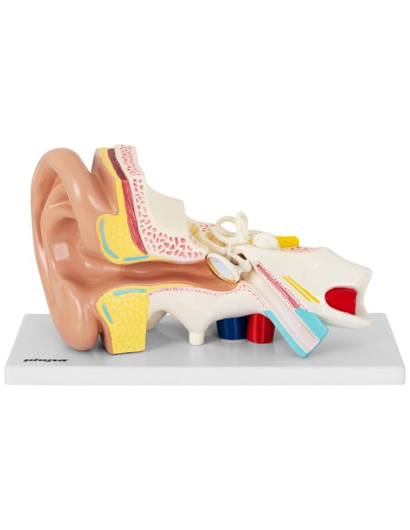 3D anatominis žmogaus ausies modelis 3D anatominis žmogaus ausies modelis