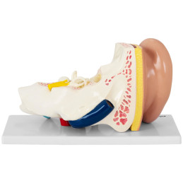 3D anatominis žmogaus ausies modelis