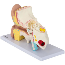 3D anatominis žmogaus ausies modelis