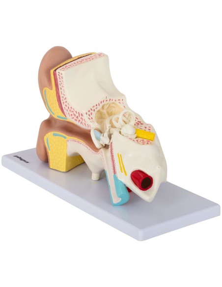 3D anatominis žmogaus ausies modelis 3D anatominis žmogaus ausies modelis