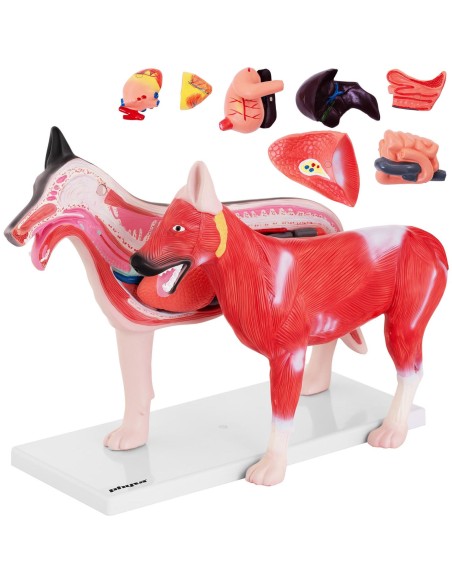 3D anatominis šuns modelis su išimamais organais 3D anatominis šuns modelis su išimamais organais