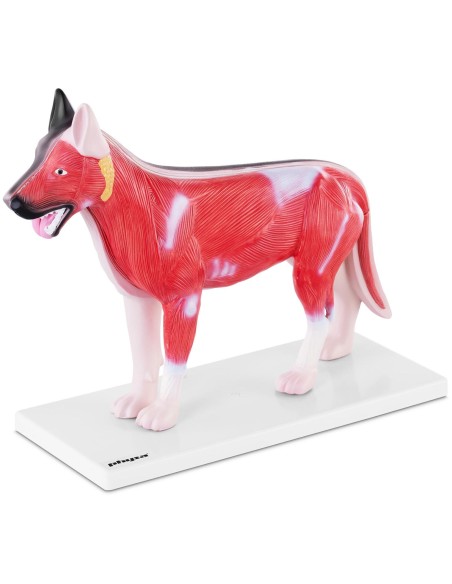 3D anatominis šuns modelis su išimamais organais 3D anatominis šuns modelis su išimamais organais