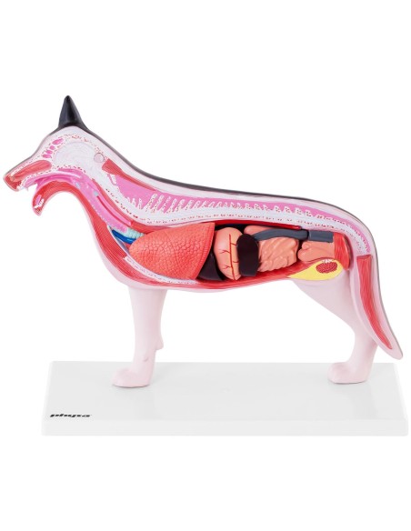 3D anatominis šuns modelis su išimamais organais 3D anatominis šuns modelis su išimamais organais