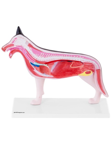 3D anatominis šuns modelis su išimamais organais 3D anatominis šuns modelis su išimamais organais