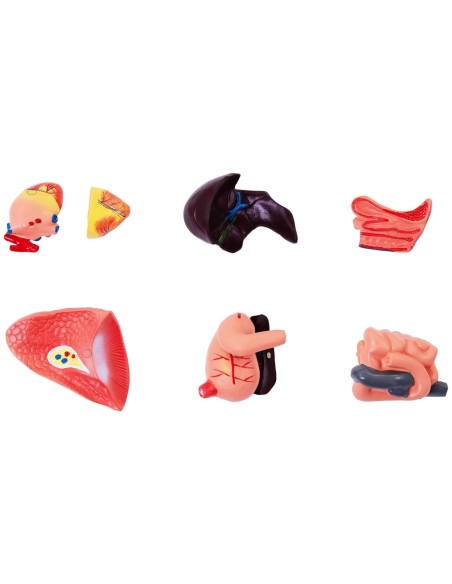 3D anatominis šuns modelis su išimamais organais 3D anatominis šuns modelis su išimamais organais