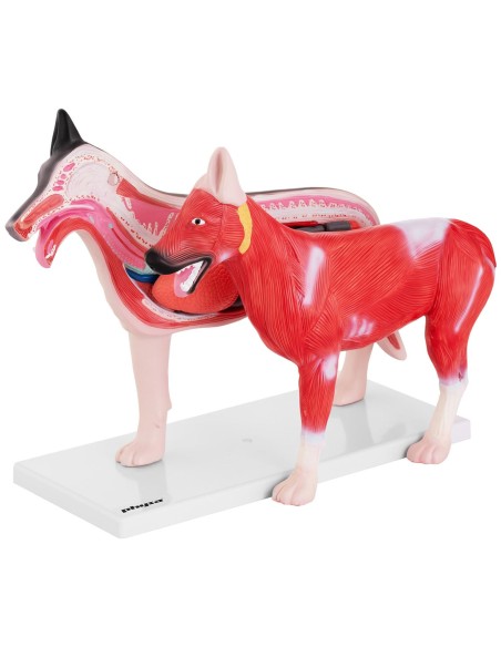 3D anatominis šuns modelis su išimamais organais 3D anatominis šuns modelis su išimamais organais