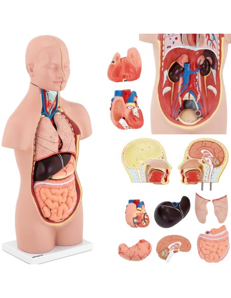 3D anatominis žmogaus liemens modelis su išimamais organais 3D anatominis žmogaus liemens modelis su išimamais organais