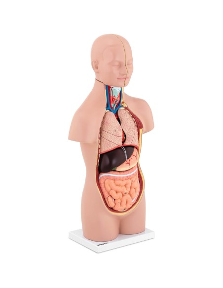 3D anatominis žmogaus liemens modelis su išimamais organais 3D anatominis žmogaus liemens modelis su išimamais organais