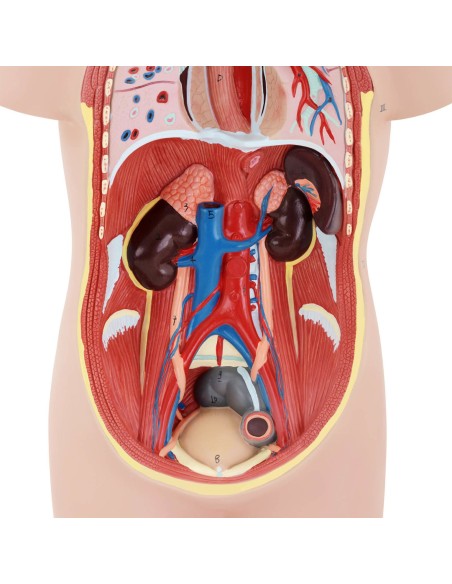 3D anatominis žmogaus liemens modelis su išimamais organais 3D anatominis žmogaus liemens modelis su išimamais organais