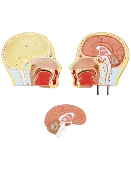 3D anatominis žmogaus liemens modelis su išimamais organais 3D anatominis žmogaus liemens modelis su išimamais organais