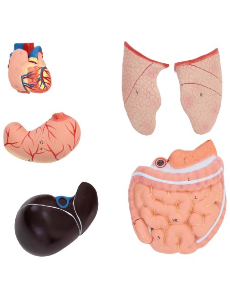 3D anatominis žmogaus liemens modelis su išimamais organais 3D anatominis žmogaus liemens modelis su išimamais organais