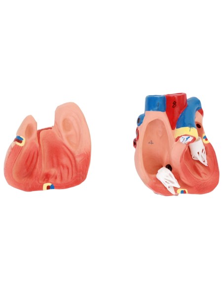 3D anatominis žmogaus liemens modelis su išimamais organais 3D anatominis žmogaus liemens modelis su išimamais organais