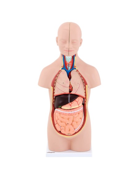 3D anatominis žmogaus liemens modelis su išimamais organais 3D anatominis žmogaus liemens modelis su išimamais organais