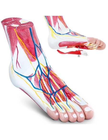 3D anatominis žmogaus pėdos modelis, mastelis 1:1 3D anatominis žmogaus pėdos modelis, mastelis 1:1