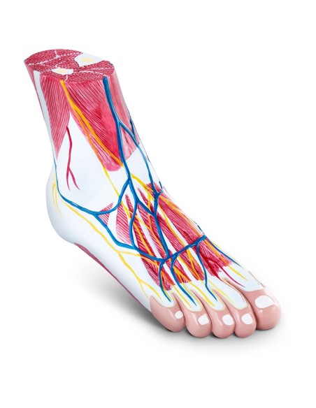 3D anatominis žmogaus pėdos modelis, mastelis 1:1 3D anatominis žmogaus pėdos modelis, mastelis 1:1