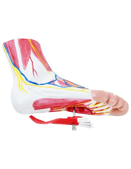 3D anatominis žmogaus pėdos modelis, mastelis 1:1 3D anatominis žmogaus pėdos modelis, mastelis 1:1