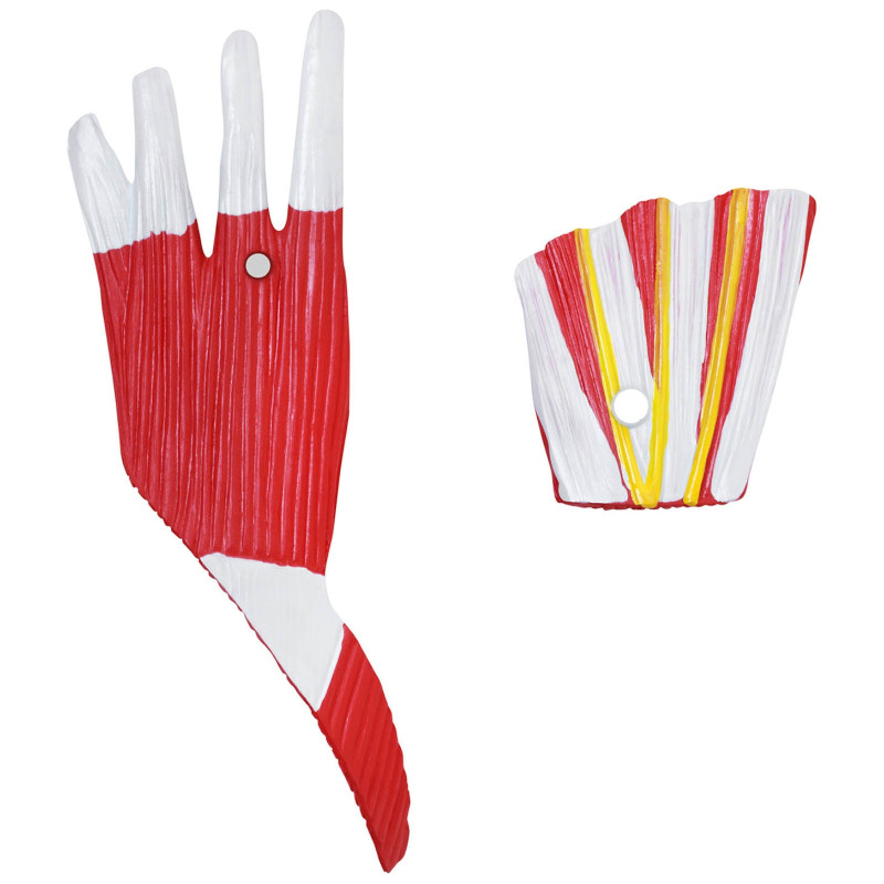 3D anatominis žmogaus pėdos modelis, mastelis 1:1