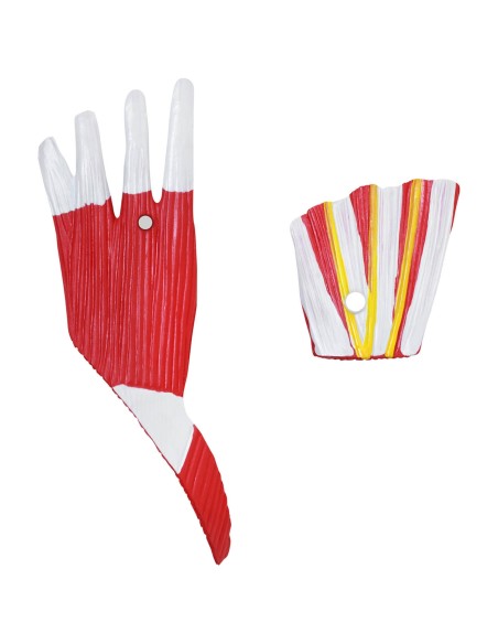 3D anatominis žmogaus pėdos modelis, mastelis 1:1 3D anatominis žmogaus pėdos modelis, mastelis 1:1