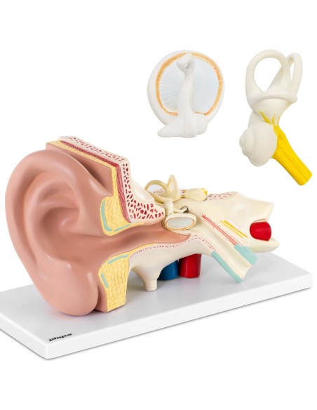 3D anatominis žmogaus ausies modelis su išimamais elementais, mastelis 3:1 3D anatominis žmogaus ausies modelis su išimamais elementais, mastelis 3:1