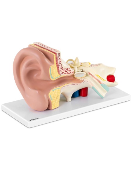 3D anatominis žmogaus ausies modelis su išimamais elementais, mastelis 3:1 3D anatominis žmogaus ausies modelis su išimamais elementais, mastelis 3:1