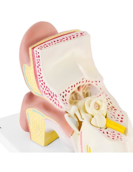 3D anatominis žmogaus ausies modelis su išimamais elementais, mastelis 3:1 3D anatominis žmogaus ausies modelis su išimamais elementais, mastelis 3:1