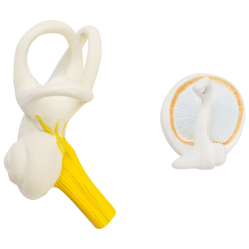 3D anatominis žmogaus ausies modelis su išimamais elementais, mastelis 3:1