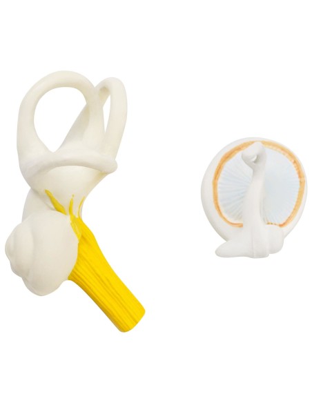 3D anatominis žmogaus ausies modelis su išimamais elementais, mastelis 3:1 3D anatominis žmogaus ausies modelis su išimamais elementais, mastelis 3:1