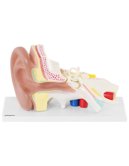 3D anatominis žmogaus ausies modelis su išimamais elementais, mastelis 3:1 3D anatominis žmogaus ausies modelis su išimamais elementais, mastelis 3:1