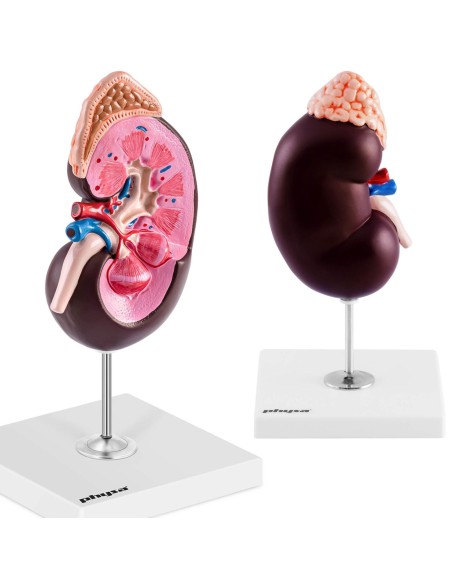 3D žmogaus inksto anatominis modelis 1,5:1 masteliu 3D žmogaus inksto anatominis modelis 1,5:1 masteliu