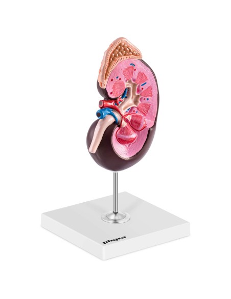 3D žmogaus inksto anatominis modelis 1,5:1 masteliu 3D žmogaus inksto anatominis modelis 1,5:1 masteliu
