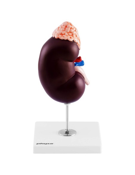 3D žmogaus inksto anatominis modelis 1,5:1 masteliu 3D žmogaus inksto anatominis modelis 1,5:1 masteliu