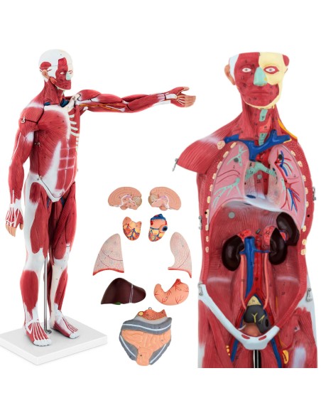 3D anatominis žmogaus kūno modelis 27 elementai 76 cm 3D anatominis žmogaus kūno modelis 27 elementai 76 cm