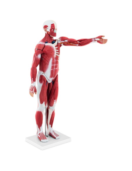 3D anatominis žmogaus kūno modelis 27 elementai 76 cm 3D anatominis žmogaus kūno modelis 27 elementai 76 cm