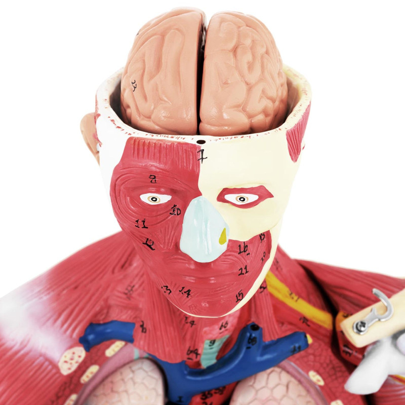 3D anatominis žmogaus kūno modelis 27 elementai 76 cm