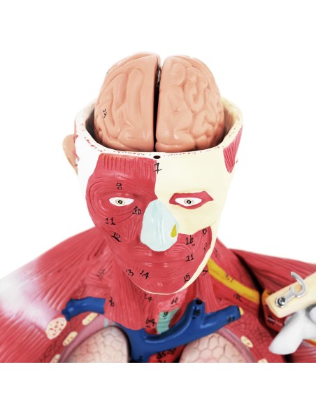 3D anatominis žmogaus kūno modelis 27 elementai 76 cm 3D anatominis žmogaus kūno modelis 27 elementai 76 cm