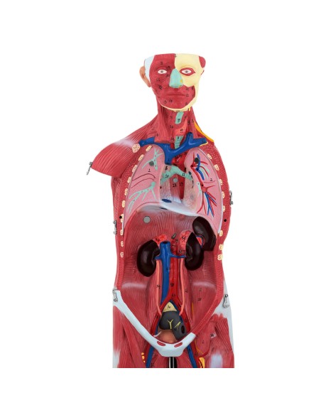 3D anatominis žmogaus kūno modelis 27 elementai 76 cm 3D anatominis žmogaus kūno modelis 27 elementai 76 cm