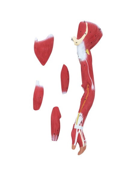 3D anatominis žmogaus kūno modelis 27 elementai 76 cm 3D anatominis žmogaus kūno modelis 27 elementai 76 cm