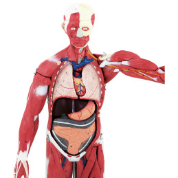 3D anatominis žmogaus kūno modelis 27 elementai 76 cm