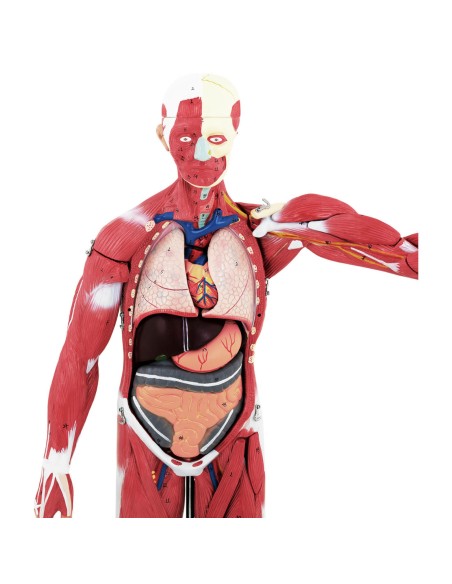 3D anatominis žmogaus kūno modelis 27 elementai 76 cm 3D anatominis žmogaus kūno modelis 27 elementai 76 cm