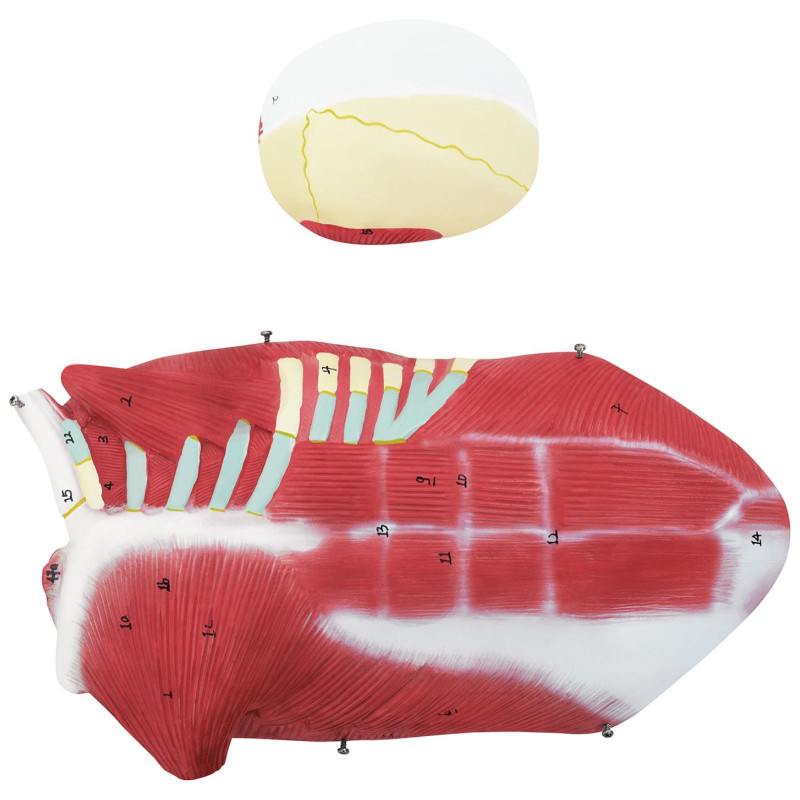 3D anatominis žmogaus kūno modelis 27 elementai 76 cm